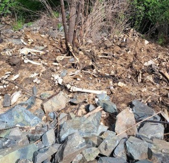 В Айдахо обнаружили жуткое «кладбище оленей» 2