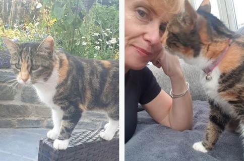 Женщина нашла потерявшуюся кошку в церкви, когда увидела вещий сон об этом 2