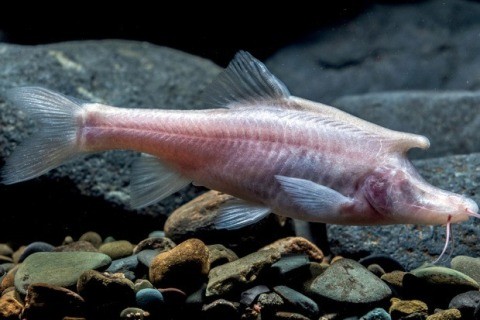 Причудливая рогатая слепая рыба обнаружена в пещере Китая 0