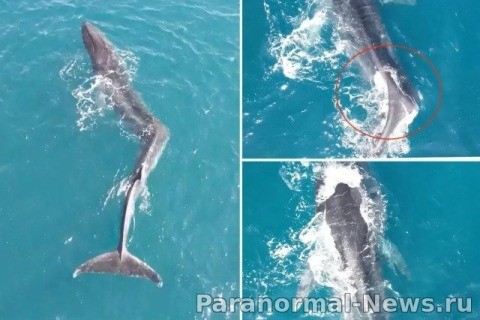 Огромный кит с изувеченной спиной замечен у берегов Испании 1
