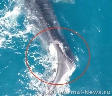 Огромный кит с изувеченной спиной замечен у берегов Испании 2