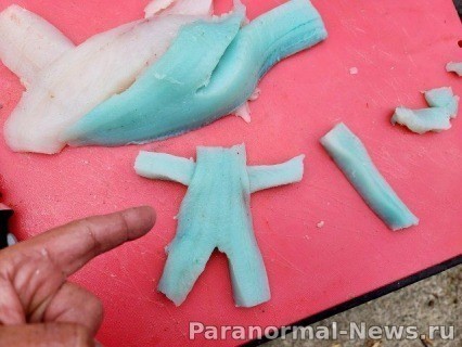 Тайна уникальной рыбы с голубой плотью 3