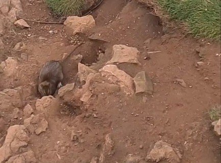 Живописный уэльский городок оккупировали крысы «размером с кошку» 1