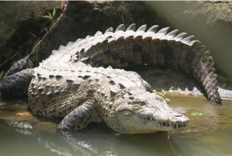 У крокодилов впервые замечено «непорочное зачатие» 1