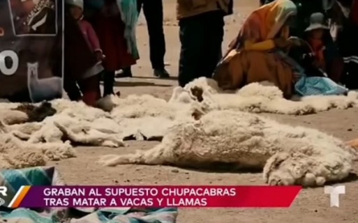 В Боливии на поле заснята предполагаемая чупакабра, в том же районе, где нечто убило десятки лам и альпак 3