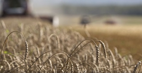 Египет не собирается отказываться от российской пшеницы
