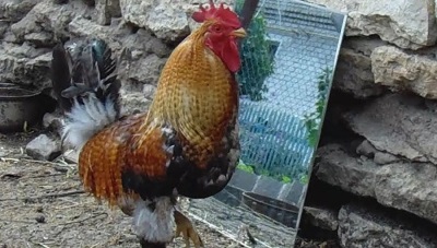 Открытие: Петухи способны узнавать себя в зеркале