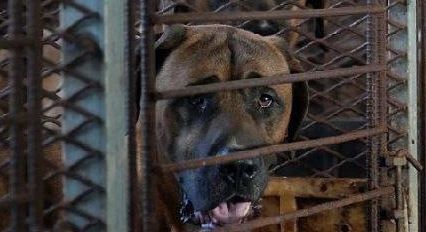 Корейские фермеры угрожают выпустить 2 миллиона псов в Сеул