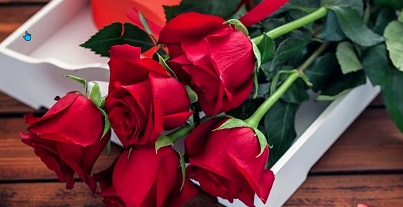 Розы в Подарок: Тайны Цветочного Языка и Почему Именно Розы