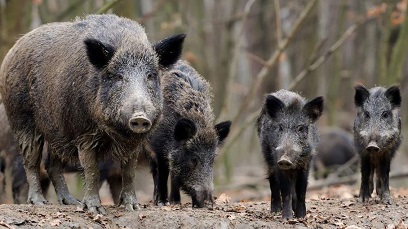 США готовятся к нашествию диких свиней