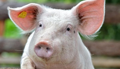 Индия возобновила импорт российской свинины после трех лет