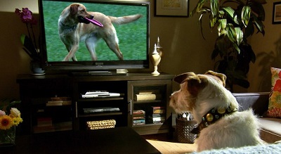 Исследование: Собаки Проявляют Интерес к Телевизору, Особенно к Собачьим Сюжетам