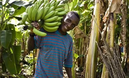 Импортёрам бананов в России объявлен форс-мажор из-за мятежа мафии в Эквадоре