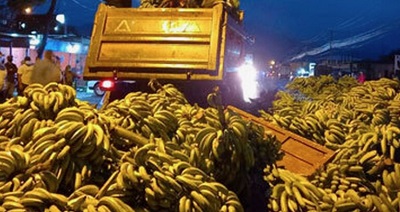 Россия разрешила поставки бананов из Эквадора с нарушениями