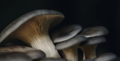 Грибы-онкокиллеры: Белые грибы и шампиньоны борцы с раком