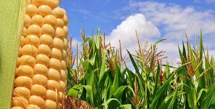 Венгрия уничтожит ГМО-кукурузу из Украины