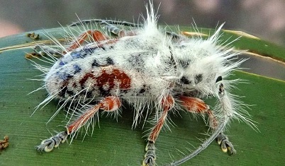 Ученый обнаружил новый вид насекомых в Австралии