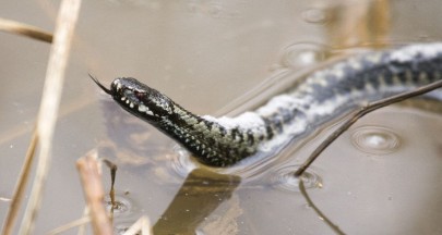 Ядовитые змеи пробуждаются в России: жителей областей просят быть внимательнее