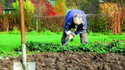 Секрет долголетия: садоводство лучше спорта?