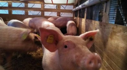 Запрет на перегруппировку свиней в Челябинской области из-за вспышки африканской чумы