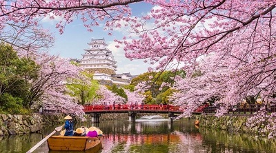 Глобальное потепление: В Японии сокращается сезон цветения сакуры