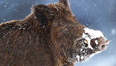 Массовая гибель диких свиней угрожает в Киевской области