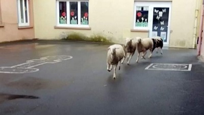 Французы записали овец в школу, чтобы избежать её закрытия