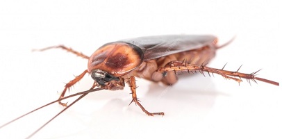 Тараканы на кухне: угроза здоровью и способы борьбы