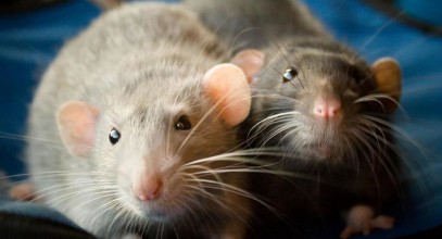 В Испании выявлена вспышка крысиного гепатита