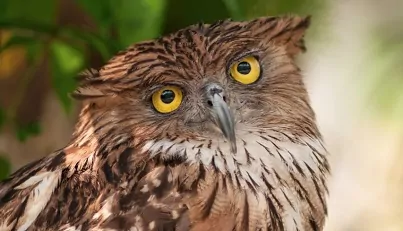 В России родилась самая редкая сова в мире