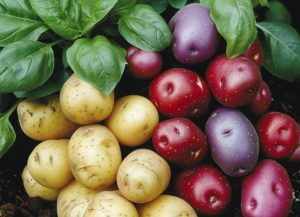 Ранние и ультраранние сорта картофеля: описание сортов