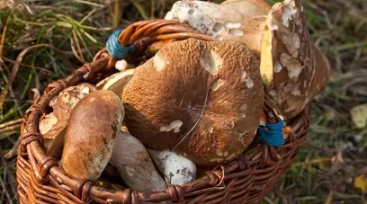 Грибной сезон в Центральной России: лучшие места для «тихой охоты»