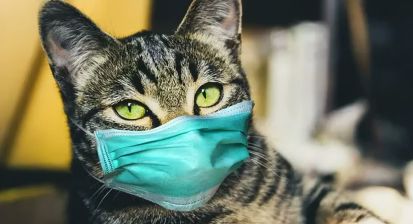 H5N1 у кошек: возможный источник пандемии с летальностью до 70%
