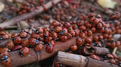 Нашествие божьих коровок парализовало Британию