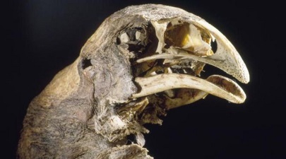 Американские учёные собираются «воскресить» гигантских птиц моа