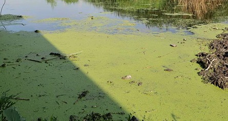Польша и Финляндия обсуждают восстановление болот на границе